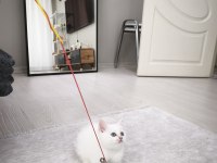 45 Günlük Eğitimli Scottish Fold