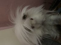 Guinea pig