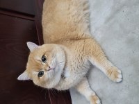 Yakışıklı 1 kedi Bsh By12 golden british shorthair