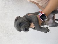 İzabel blue cane corselar