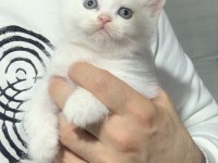 Evden Safkan Scottish Fold Yavrular