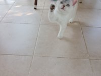 2 dişi 3 erkek 55 günlük yavru british shorthair bebekler
