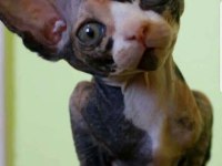 Sfenks Tortie Ve Pembe Renk Orjinal Yavrularımız