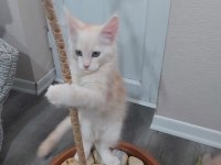 Safkan Maine Coon Yavruları 3 Aylık