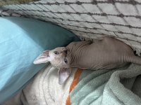 Yavru sphynx