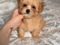 DÜNYA TATLISI MALTİPOO YAVRULARI 
