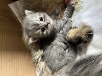 Yumurcak Doll Face Persian Yavruları
