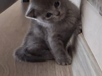 1 Buçuk Aylık Kediler