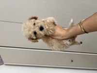 Çis pedi eğitimli maltipoo yavrular