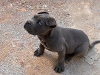 Yavru Cane Corso