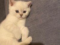 Dişi blue point british shorthair