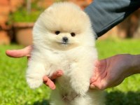 Pomeranian Mini boy