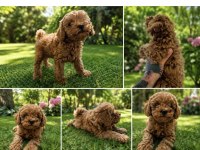 Toy poodle 50 günlük