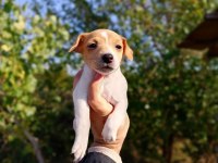 Zeka küpü orjinal Jack Russell yavrular