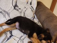5 aylık rottweiler kırması yavru kopek