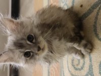 2 aylık safkan maine coon yavrularımız