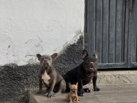 2.5 Aylık Erkek Fawn French Bulldog Yavrum