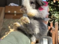 Veteriner hekimden yavru lop tavşanlar