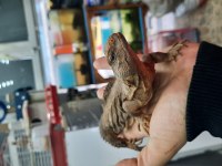 Farklılık arayana uromastyx
