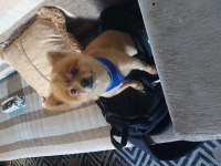 2 yaşında pomeranian tilki surat