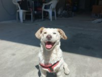 Rus Finosu Erkek Köpeğimiz