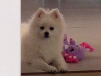 10 Aylık Safkan Kore Pomeranian Boo