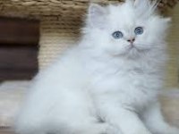Britsh longhair kedimiz