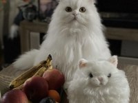 Safkan iran chinchilla kedime dişi eş arıyoruz
