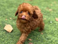 Toypoodle Minik Yavrularımız
