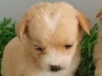 Maltipoo yavru