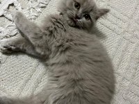 Kedimiz yuva arıyor