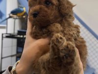 Toy Poodle Yavru