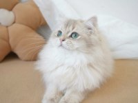 Harika gözlü pamuk gibi bir oğlan kedimiz