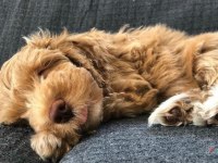 ORJİNAL TEACUP MALTİPOO YAVRULAR