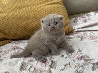 Kaliteli british shorthair bebekler