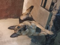 ücretsiz sahiplendirme alman kurdu açıklama okuyunuz
