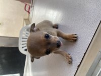 Chihuahua yavru erkek köpeğimiz