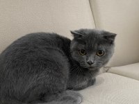 Anne Altından Çok Uygun Scottish Fold Yavru
