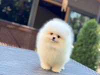 Sağlık Ve Irk Garantili Pomeranian