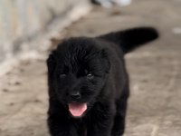 2 aylık Black solid alman kurdu