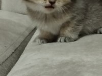 Minik scottish fold yavrularımıza ömürlük yuva arıyoruz