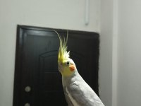 Erkek sultan papağanı
