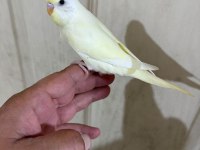 30 GÜNLÜK CREMİO DİŞİ BEBEK MUHABBET KUŞU