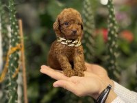 Tedi surat kore 585 gr oyuncak kaniş