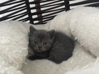 British shorthair gri safkan yavru