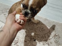 Chocolate merle fransız bulldog