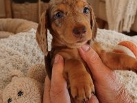 Dişi Nadir Renk Merle Dachshund Yavrumuz