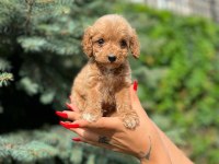 Ben maltipoo chek benimle tanışmadın mı hala