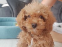 Uysal sevgi dolu ped eğitimli poodle