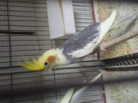 Evcil uysal ele alışık papağanlar